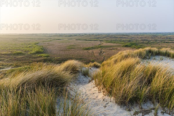 View over dunes with wild grass at sunset, the golden light creates a calm atmosphere, Texel, North Sea, Netherlands