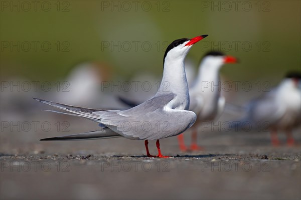 Common Tern (Sterna hirundo), breeding colony, Danube Delta Biosphere Reserve, Romania, Europe