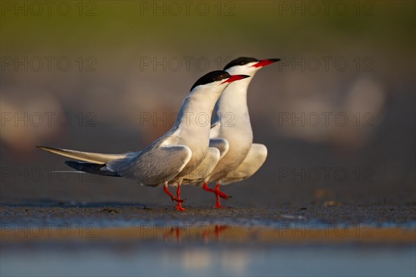 Common Tern (Sterna hirundo), courtship display, Danube Delta Biosphere Reserve, Romania, Europe