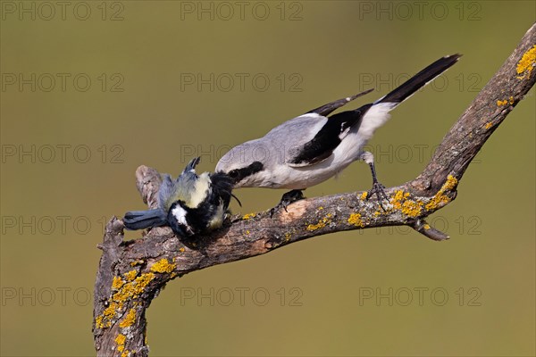 Great Grey Shrike (Lanius excubitor) with clutched Great Tit as prey, Thuringia, Germany, Europe