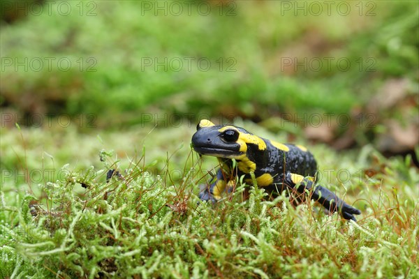 Fire salamander (Salamandra salamandra), running over moss, Wildlife, North Rhine-Westphalia, Germany, Europe