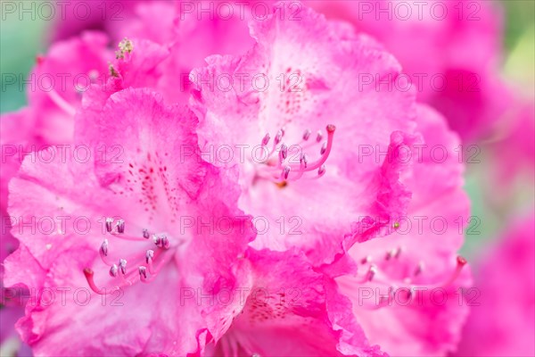 Rhododendron (azalea) flowers of various colors in the spring garden. Closeup. Blurred background