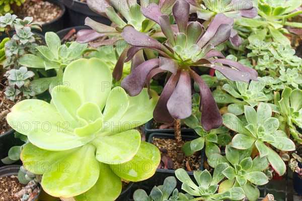 Various types of succulent in flower pots in the greenhouse. Closeup, selective focus