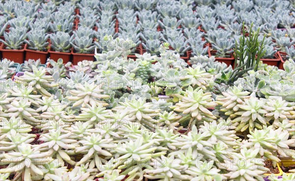 Various types of succulent in flower pots in the greenhouse. Closeup, selective focus