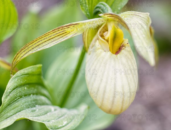 Beautiful orchids of different colors on green background in the garden. Lady's-slipper hybrids. Close up