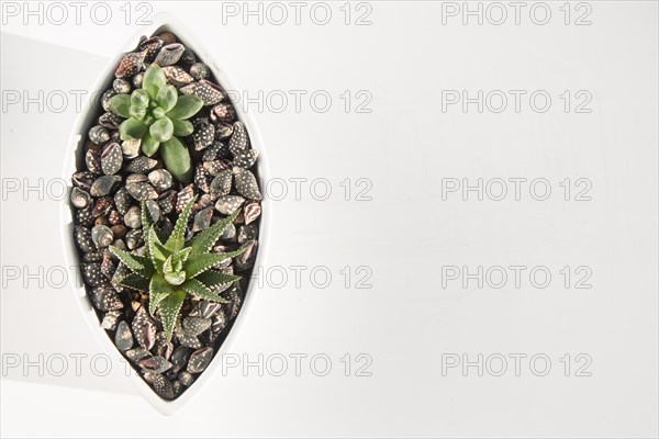 Small succulents in a ceramic pot on a white background with copy space. top view