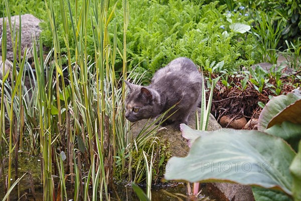 Curious gray cat looking at the pond surrounded by spring garden plants, trying to catch a fish