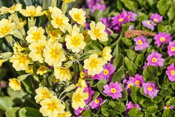 Primrose or primula in the spring garden. Purple, pink, yellow, white primroses in spring garden