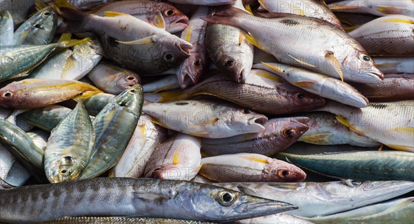 Different types of sea fish on the market