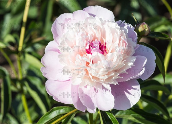 Pink peony flower in a botanical garden