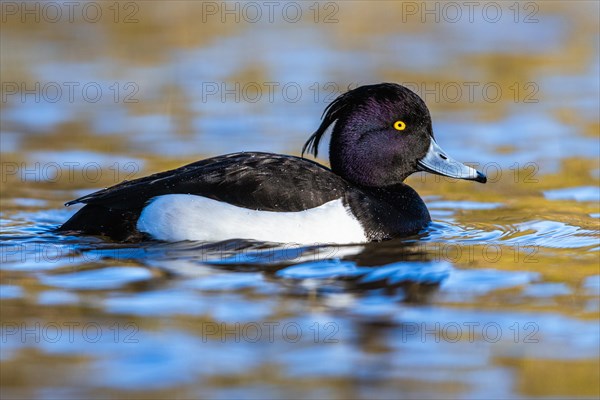 Male of Tufted Duck, Aythya fuligula, bird on water at winter time