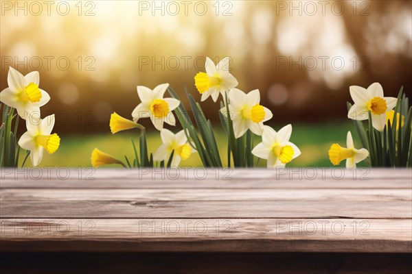 Wooden empty table with white and yellow Daffodil spring flowers in blurry background. KI generiert, generiert AI generated