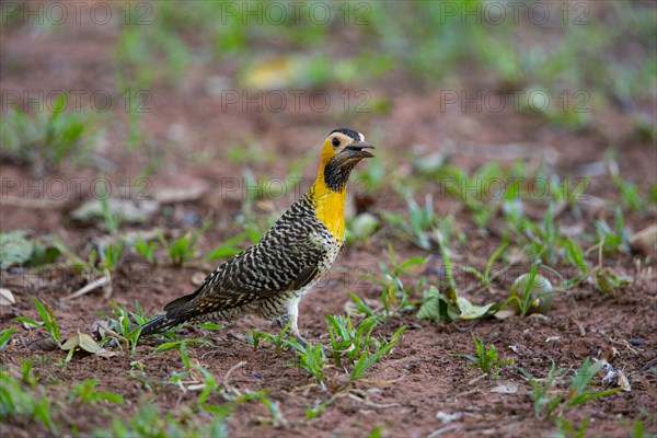 Pileated campo flicker (Colaptes campestris) Pantanal Brazil