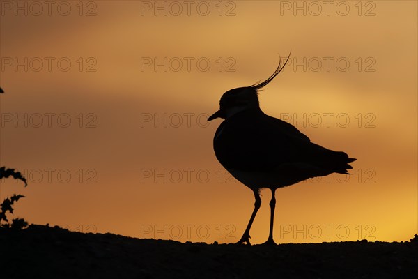 Northern lapwing (Vanellus vanellus) adult bird silhouetted on a ridge at sunset, England, United Kingdom, Europe
