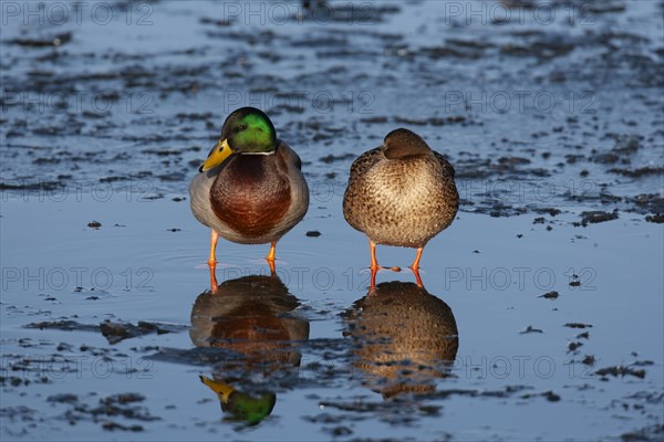 Mallard duck (Anas platyrhynchos) adult male and female birds standing on a frozen lake, England, United Kingdom, Europe