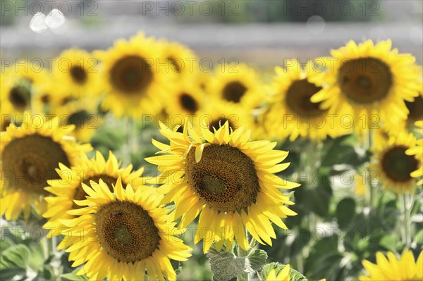 Sunflower field, sunflowers (Helianthus annuus), landscape south of Montepulciano, Tuscany, Italy, Europe