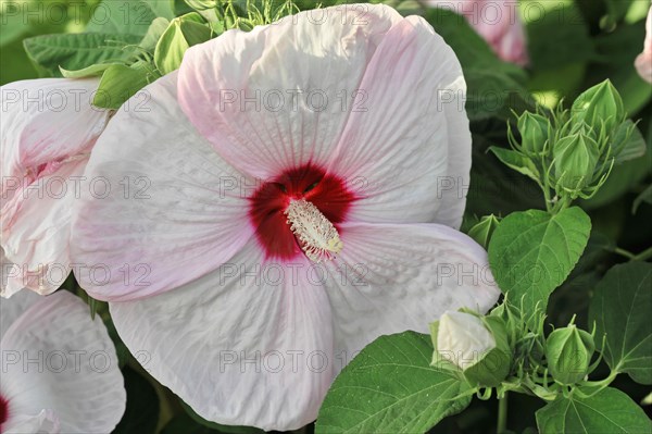 Flowering Hibiscus cultivar Red Heart (Hibiscus syriacus cultivar Red Heart) Florence, Tuscany, Italy, Europe