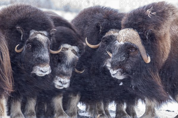 Musk oxen (Ovibos moschatus), herd in a snowstorm, standing, portrait, North Slope, Alaska, USA, North America