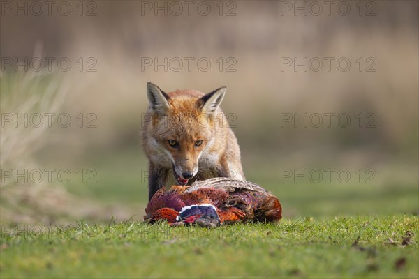 Red fox (Vulpes vulpes) adult animal feeding on a dead Common Pheasant (Phasianus colchicus), England, United Kingdom, Europe