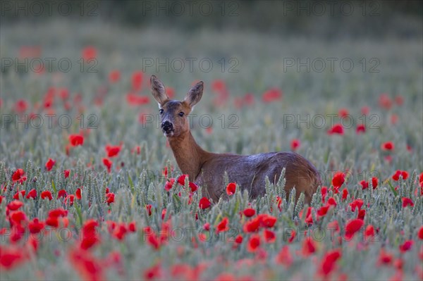 Roe deer (Capreolus capreolus) adult female doe in a wheat field with flowering poppies, Suffolk, England, United Kingdom, Europe