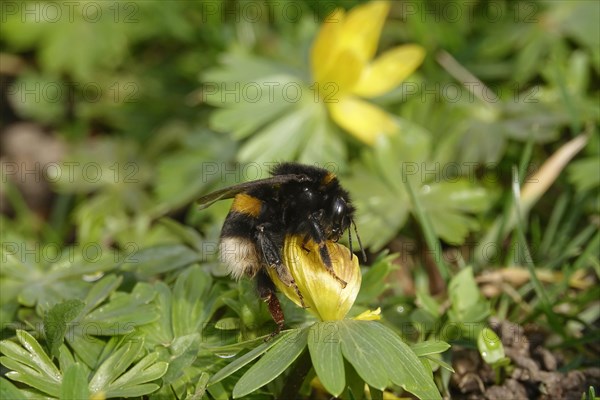 Winter aconite with bumblebee, February, Germany, Europe