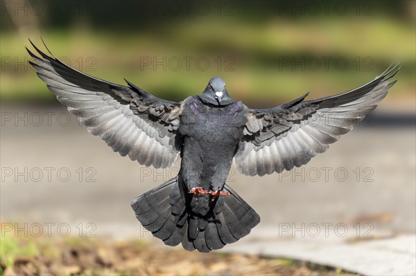 City dove (Columba livia forma domestica) in flight, wildlife, Germany, Europe