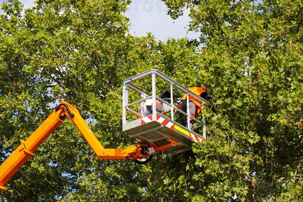 Workers on the work platform pruning or maintaining trees