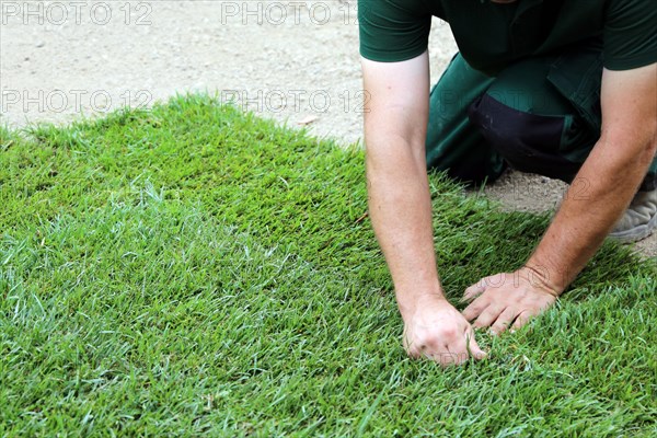 Gardener lays sod