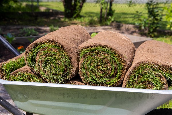 New turf for the garden. The rolls of turf are ready for laying in the wheelbarrow
