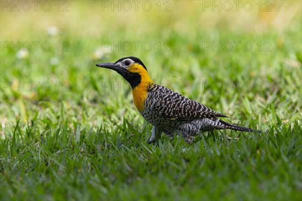 Pileated campo flicker (Colaptes campestris) Pantanal Brazil