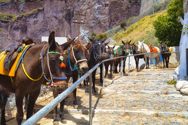 Mules waiting for tourists, Fira, Santorini, Thira, Cyclades, Greece, Europe
