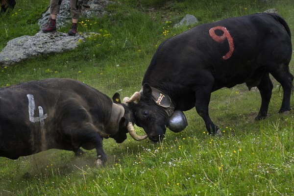 Cow fight of the Herens cows to determine the queen, cow, cattle, alpine pasture, queen, tradition, fight, rank, hierarchy, Alps, Valais, Switzerland, Europe