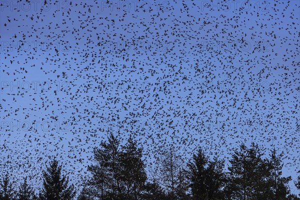 Natural spectacle in the Swabian Alb. Flocks of bramblings (Fringilla montifringilla) spend the winter near Schelklingen. They find plenty of food in the beech forests of the low mountain range. Experts estimate the number of birds at up to three million, Schelklingen, Baden-Wuerttemberg, Germany, Europe