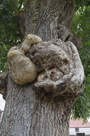 Growths on the trunk of an ash tree (Fraxinus excelsior), Mecklenburg-Western Pomerania, Germany, Europe