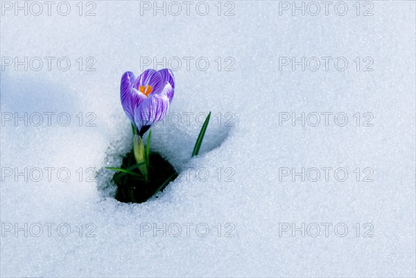 Spring Crocus (Crocus vernus) in the snow, Munich, Bavaria, Germany, Europe
