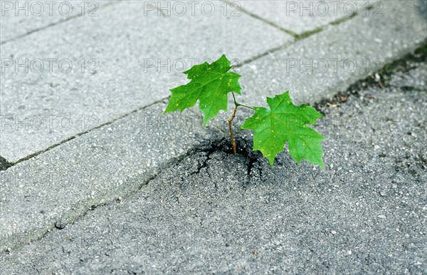 Small sycamore maple tree (Acer pseudoplatanus) seems to break through asphalt, Bavaria, Germany, Europe