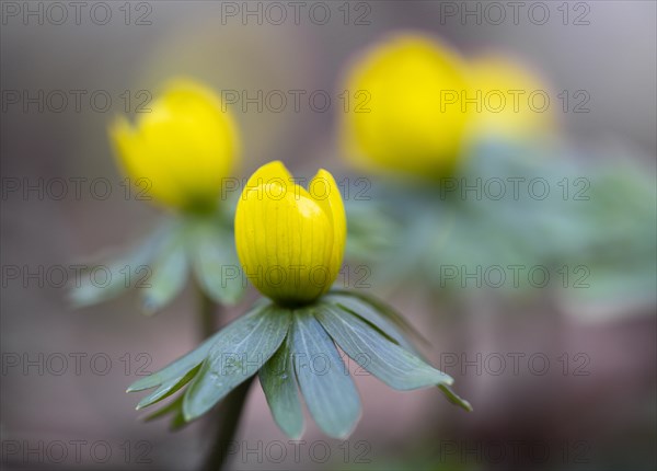 Flowering winter aconite (Eranthis hyemalis), Weinviertel, Lower Austria