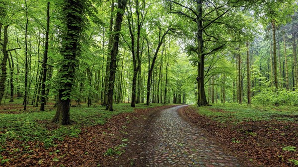 Walk in the early summer forest of Ruegen