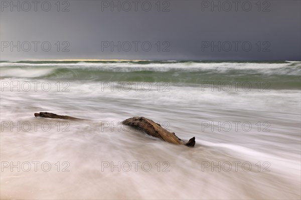 Driftwood in the fringing of the western beach near Prerow with storm clouds in the background