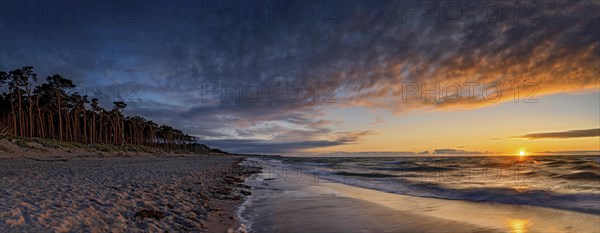 Sunset on the west beach near Prerow with illuminated trees as a long exposure