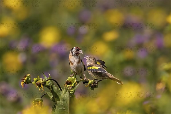 A sparrow sits on a plant with yellow and purple flowers in the background, goldfinch feeds the young in front of a yellow flower field