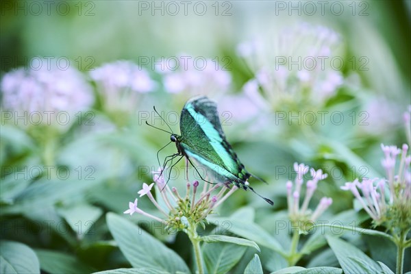 Paris peacock (Papilio paris) sitting on a flower, Germany, Europe