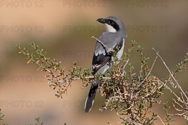 Great Grey Shrike (Lanius excubitor koenigi), Fuerteventura, Canary Islands, Spain, Europe