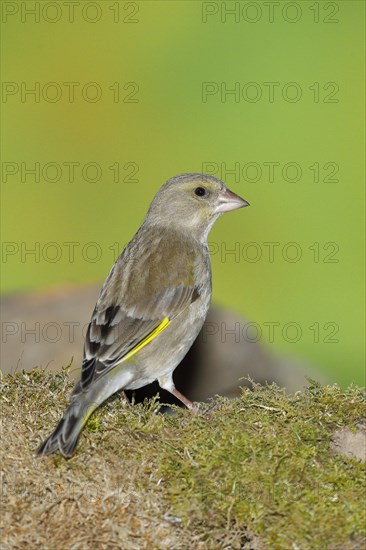 European greenfinch (carduelis chloris), female, foraging on the ground on moss, Wilnsdorf, North Rhine-Westphalia, Germany, Europe