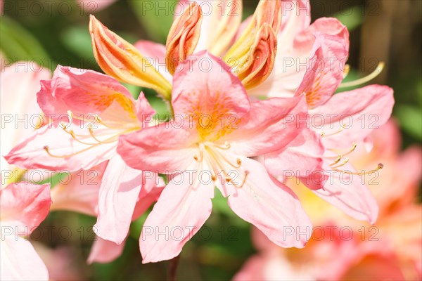 Rhododendron (azalea) flowers of various colors in the spring garden. Closeup. Blurred background