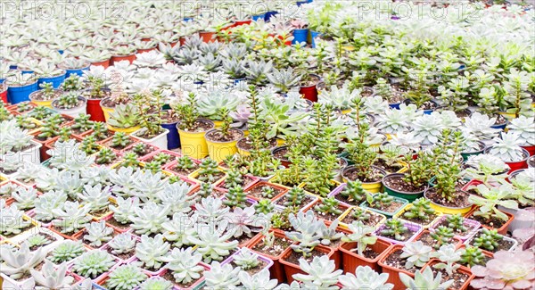 Various types of succulent in flower pots in the greenhouse. Closeup, selective focus