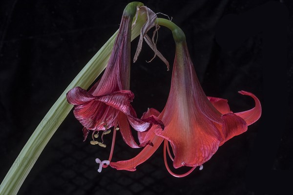 Fading knight's star (Amaryllis) on a black background, Bavaria, Germany, Europe