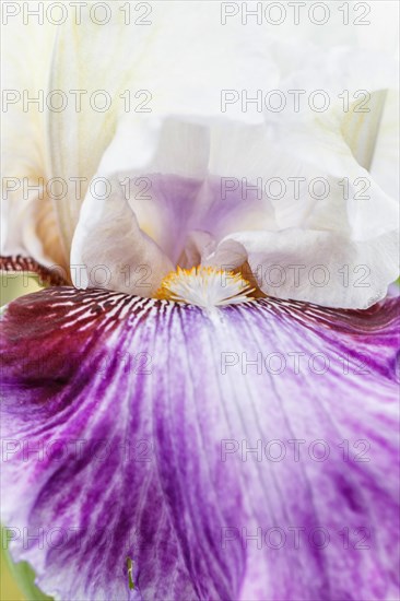 Beautiful multicolored iris flower bloom in the garden. Close up, fragility and summer concept