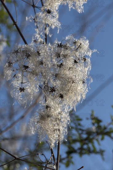 Seed head of a clematis (Clematis montana) against the light, Bavaria, Germany, Europe