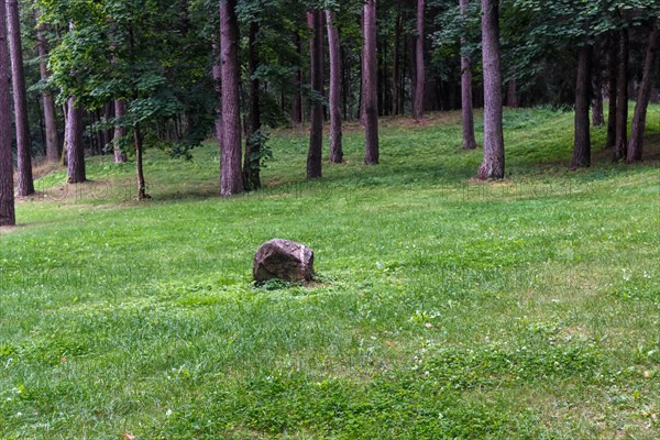 A green lawn with large trees growing in it in the city park of Druskininkai. Lithuania